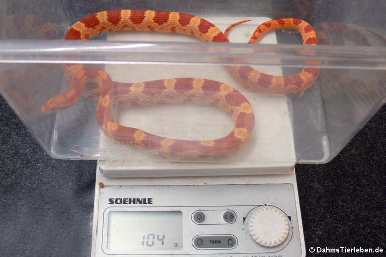 Pantherophis guttatus