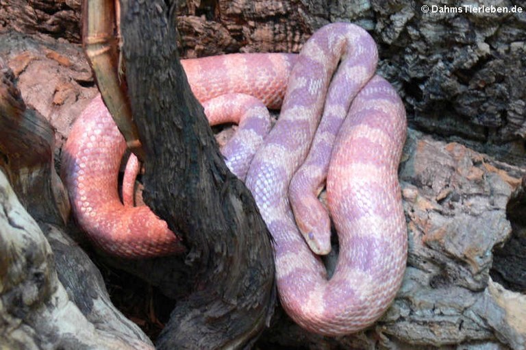 Pantherophis guttatus