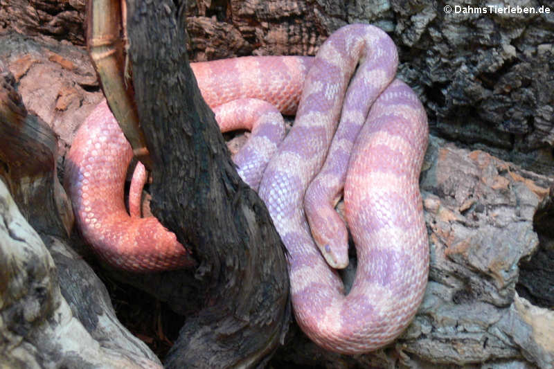 Kornnatter (Pantherophis guttatus) kurz vor der Häutung