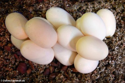 Die Eier kleben häufig aneinander