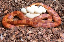 Kornnatter (Pantherophis guttatus) bei DahmsTierleben