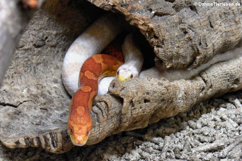 Kornnattern (Pantherophis guttatus)