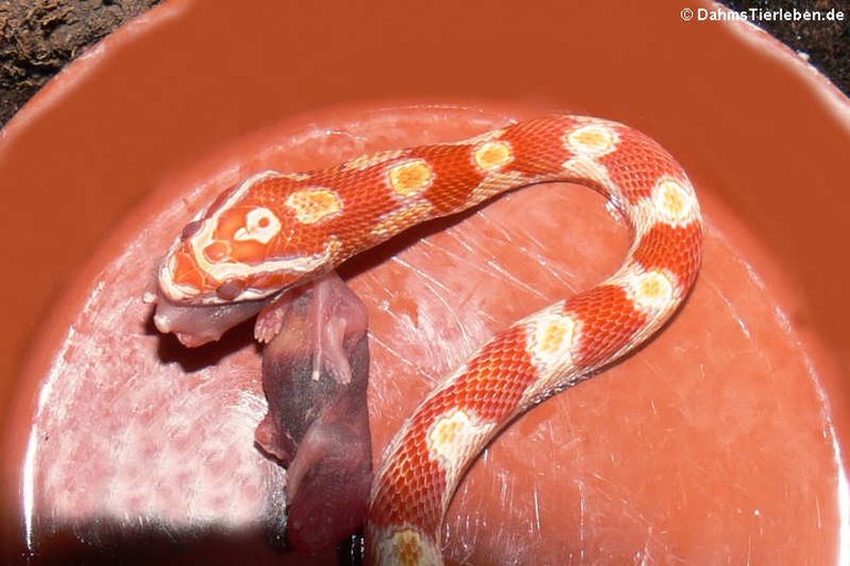 Pantherophis guttatus