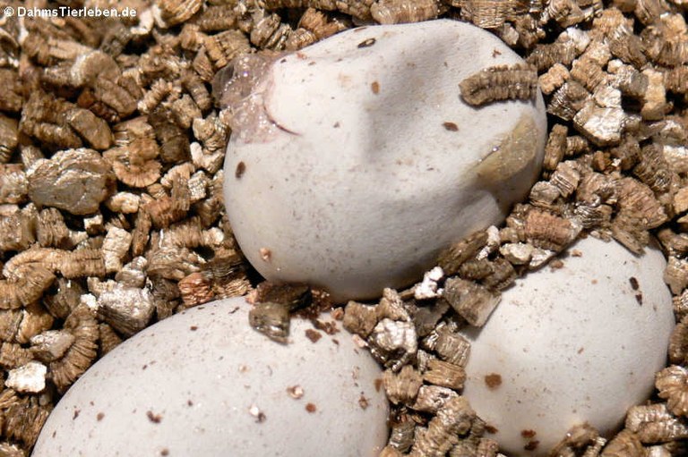 Pantherophis guttatus