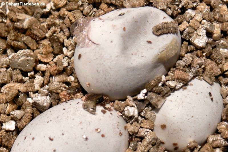 Pantherophis guttatus