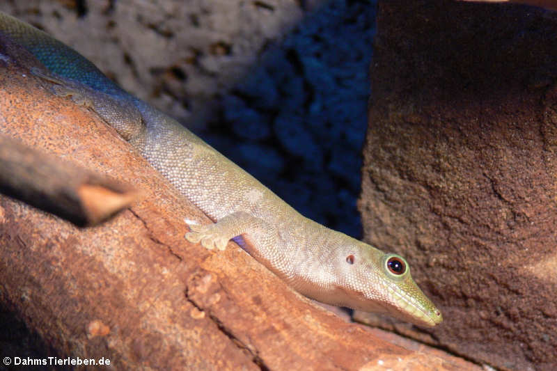 Großer Taggecko (Phelsuma kochi)