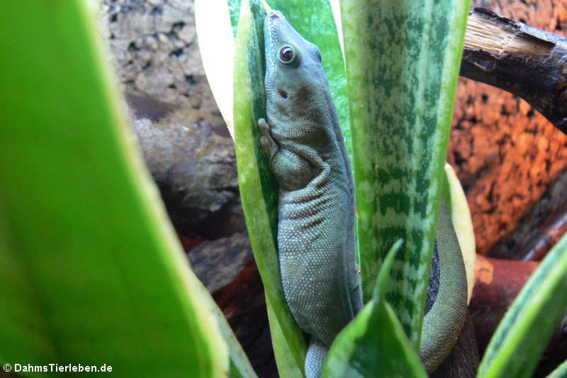 Großer Taggecko (Phelsuma kochi)