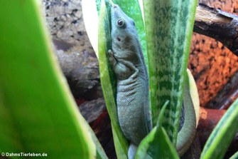 Großer Taggecko (Phelsuma kochi)