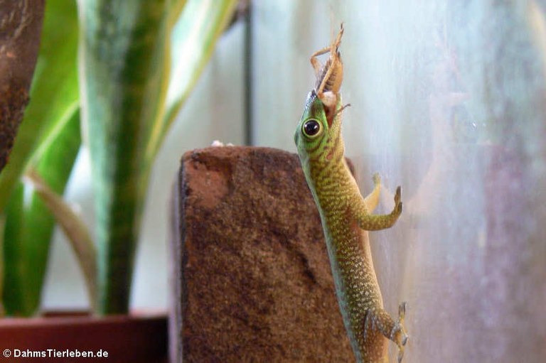 Phelsuma kochi