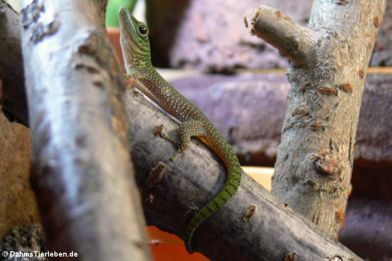 Großer Taggecko (Phelsuma kochi)