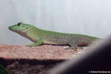 Großer Taggecko (Phelsuma kochi) bei DahmsTierleben