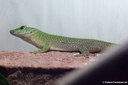 Phelsuma kochi