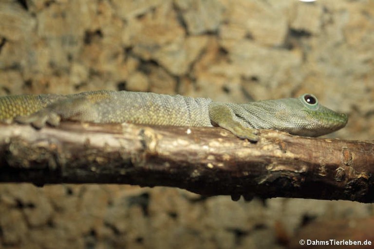 Phelsuma kochi