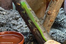 Großer Taggecko (Phelsuma kochi) bei DahmsTierleben