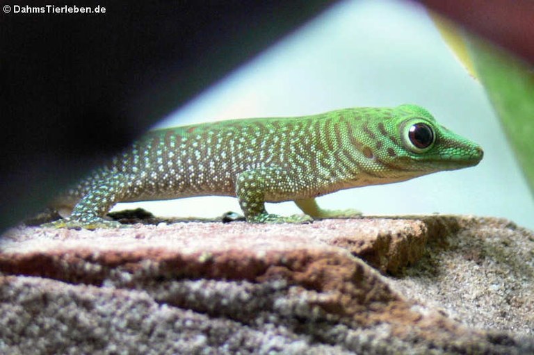 Phelsuma kochi