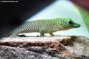 Phelsuma kochi