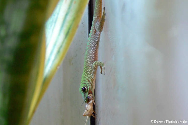 Phelsuma kochi