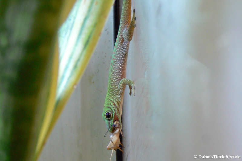 Großer Taggecko (Phelsuma kochi)