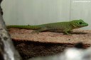 Phelsuma kochi