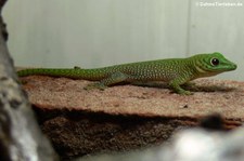 Großer Taggecko (Phelsuma kochi) bei DahmsTierleben