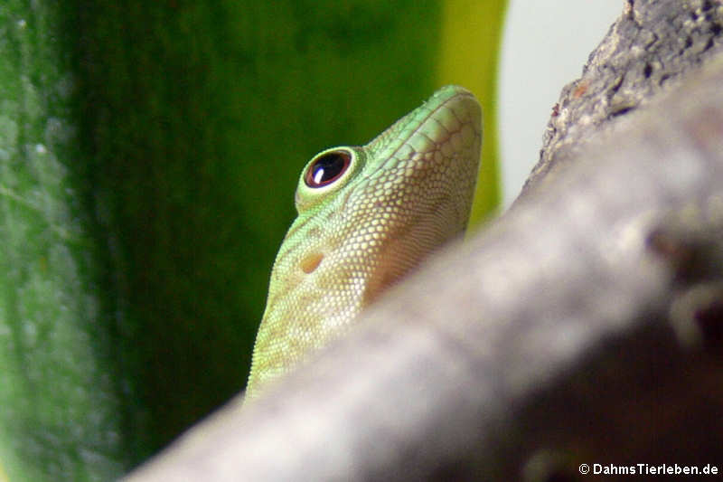 Großer Taggecko (Phelsuma kochi)