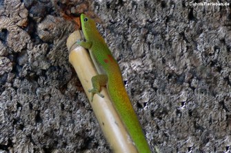 Goldstaub Taggecko (Phelsuma laticauda)
