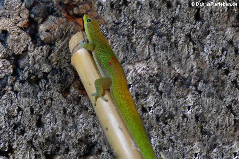 Goldstaub Taggecko (Phelsuma laticauda)