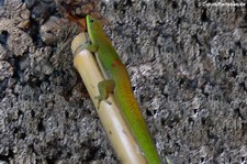 Goldstaub-Taggecko (Phelsuma laticauda) bei DahmsTierleben