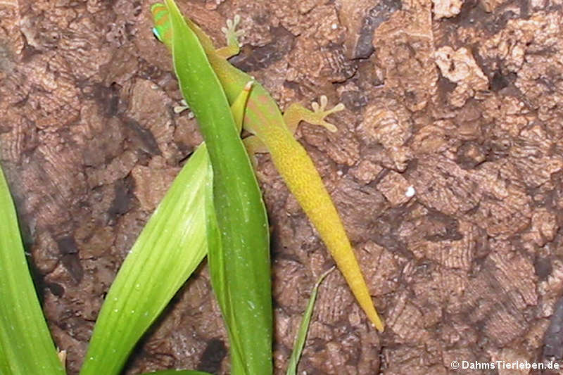 Goldstaub Taggecko (Phelsuma laticauda)