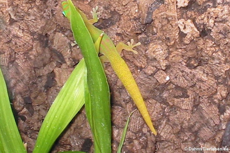 Phelsuma laticauda