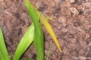 Phelsuma laticauda