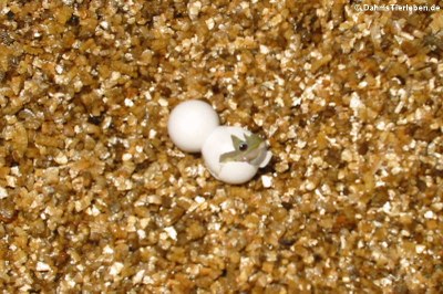 Das Schlüpfen eines Goldstaub-Taggeckos