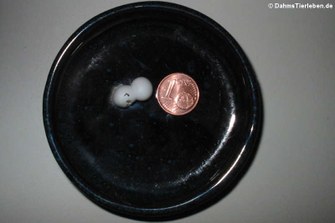 Die Größe der Eier