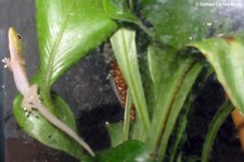 Goldstaub-Taggecko (Phelsuma laticauda) bei DahmsTierleben