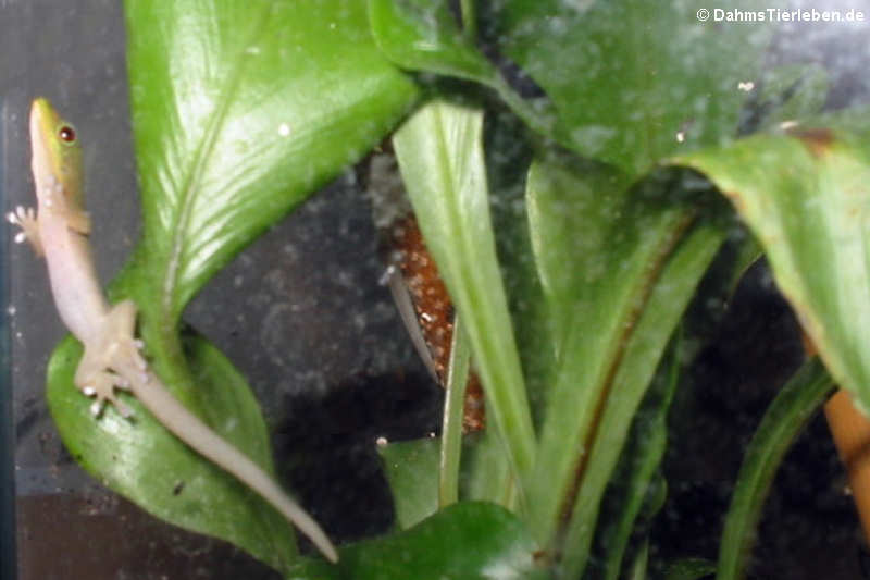 Phelsuma laticauda