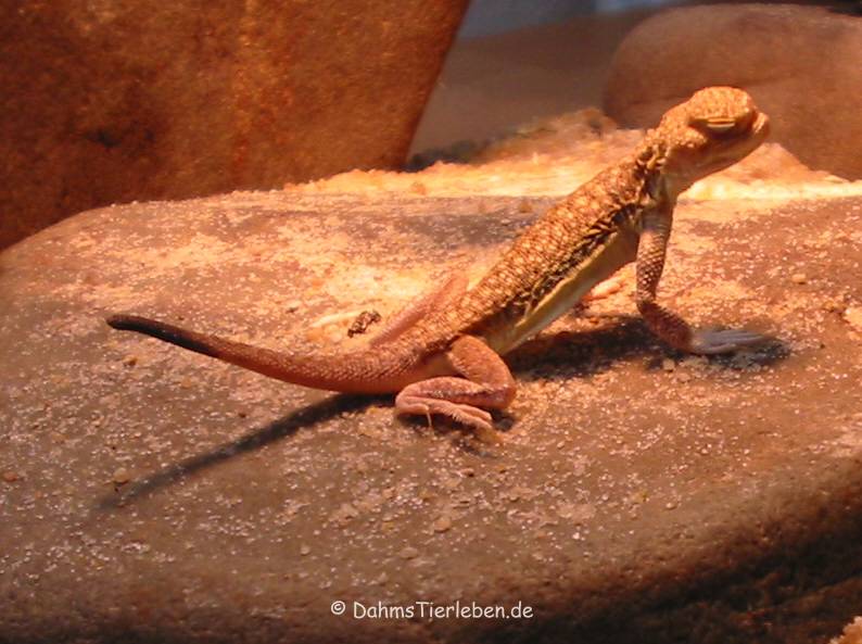 Phrynocephalus luteoguttatus-1