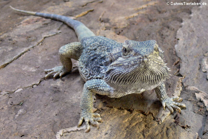 Bruno, unsere erste männliche Bartagame (Pogona vitticeps)