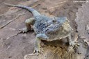 Pogona vitticeps