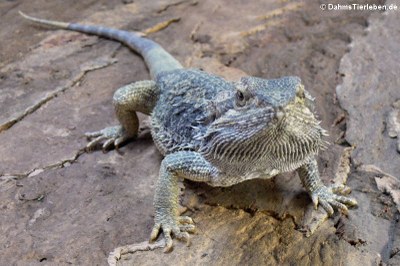 Bruno, unsere erste männliche Bartagame (Pogona vitticeps)