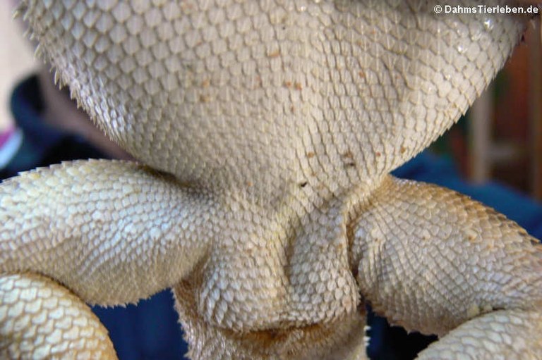 Pogona vitticeps