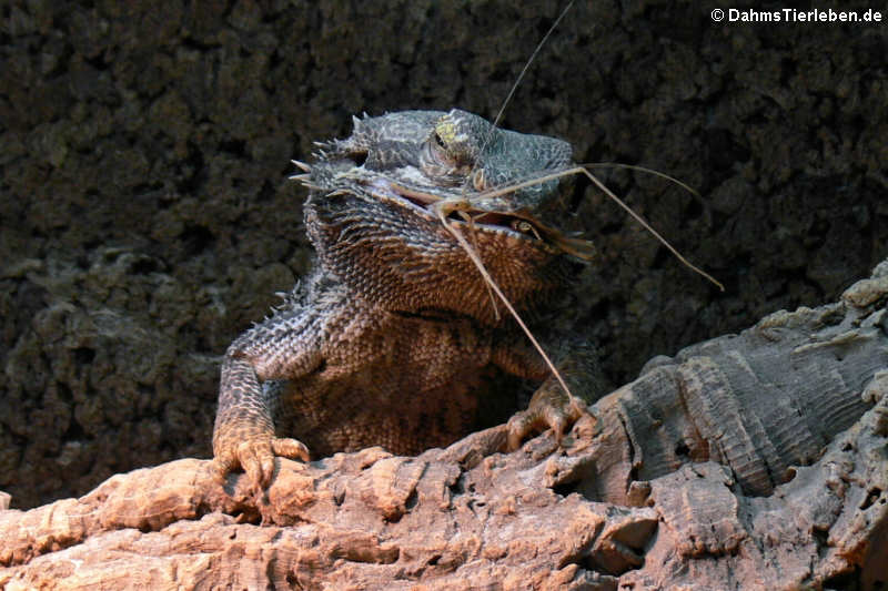 Bartagame (Pogona vitticeps)