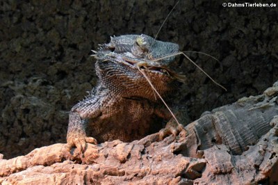 Bartagame (Pogona vitticeps)