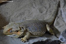 Streifenköpfige Bartagame (Pogona vitticeps) bei DahmsTierleben