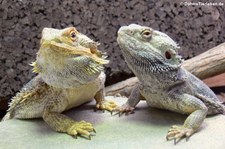 Streifenköpfige Bartagame (Pogona vitticeps) bei DahmsTierleben