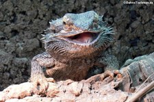 Streifenköpfige Bartagame (Pogona vitticeps) bei DahmsTierleben