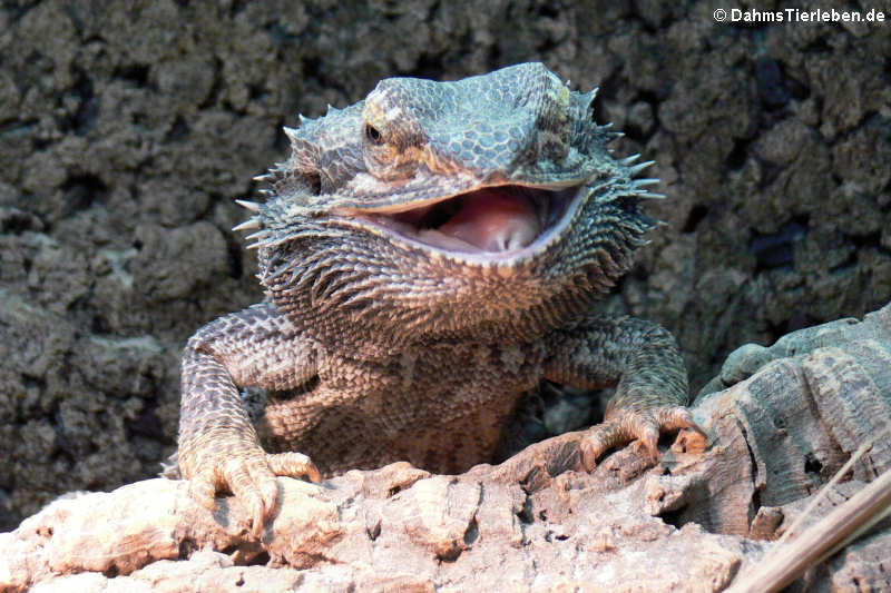 Bartagame (Pogona vitticeps)