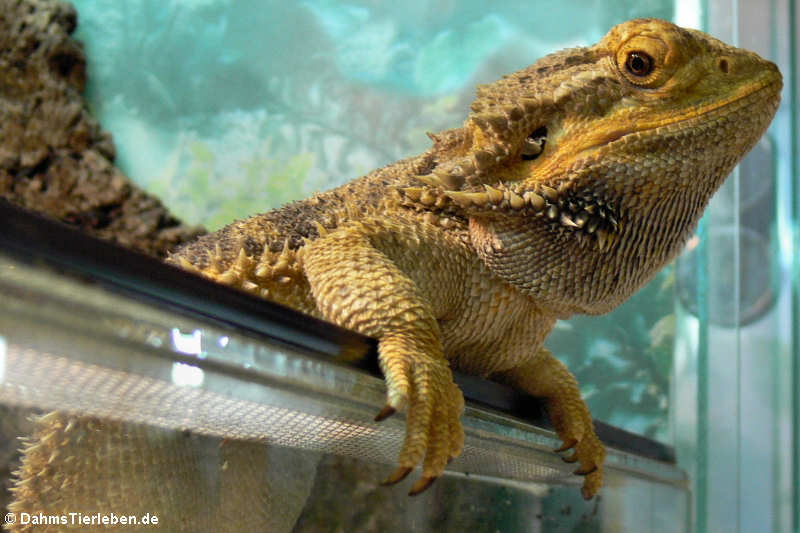 Bartagame (Pogona vitticeps)