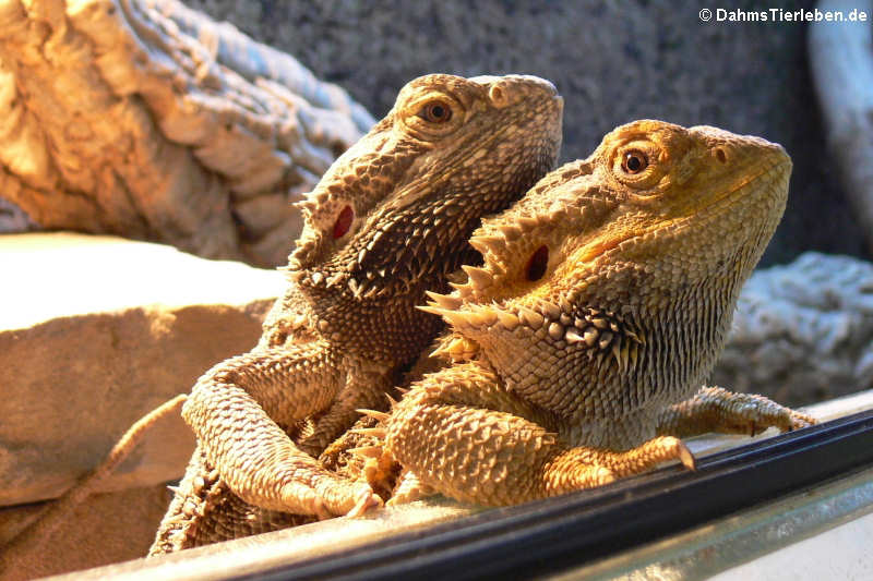 Unsere ersten Reptilien waren 2 Bartagamen (Pogona vitticeps)