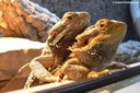 Pogona vitticeps