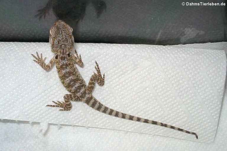 Pogona vitticeps